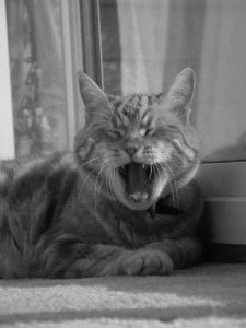 Cat_Yawning